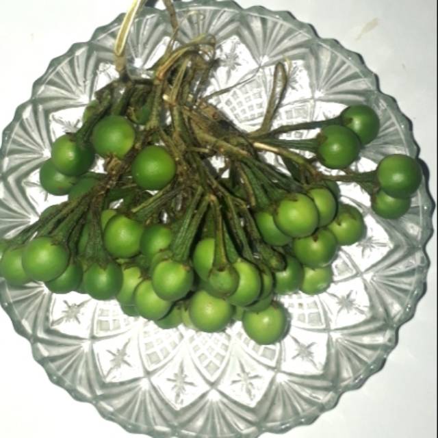 

Buah Takokak herbal diabetes 100 grm