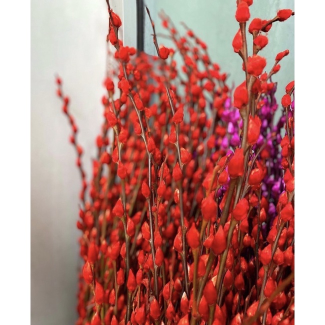 Pussy Willow 1 Meter Asli / Bunga Imlek Isi 10 Tangkai (READY STOCK)