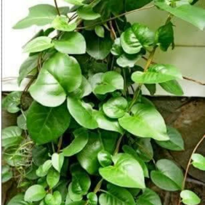 

Daun Binahong Merah Segar Premium Quality 100 gr