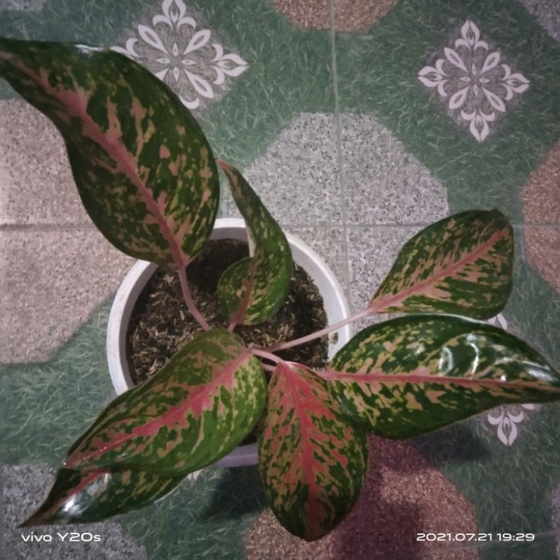 aglonema gatot kaca