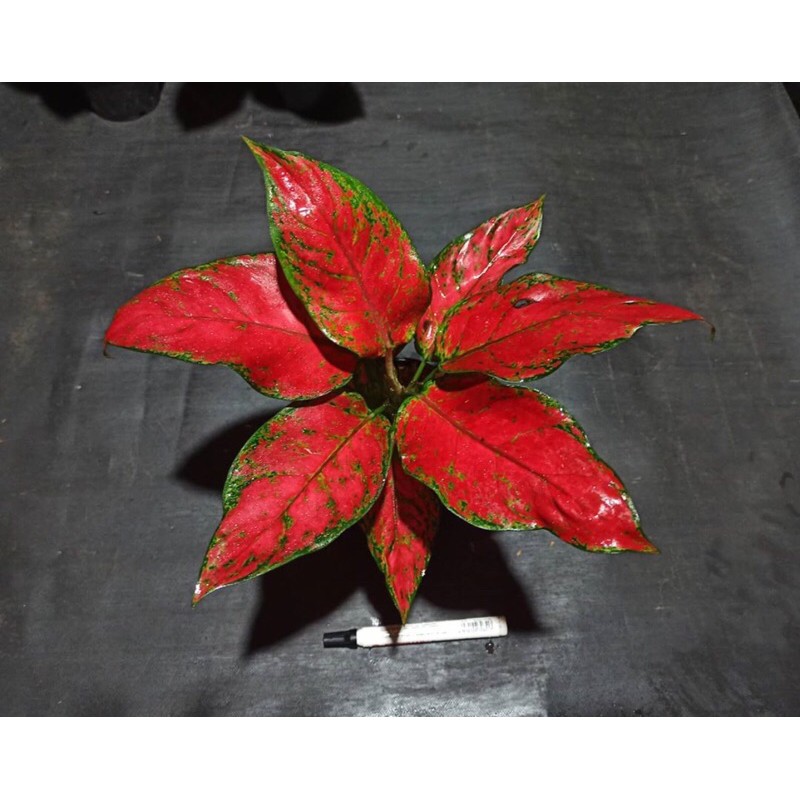 Aglonema red anjamani-tanaman hias aglonema red anjamani