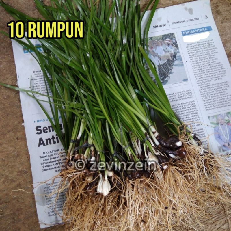 

Paket 10 Rumpun Lili Hujan Pink