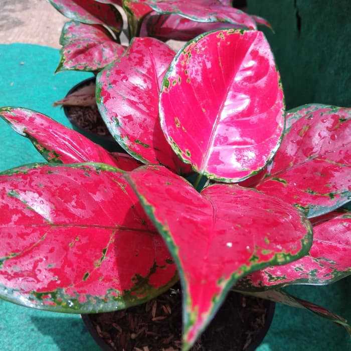 tanaman hias aglonema red king-aglonema red anjamani