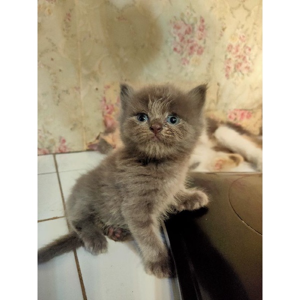Kitten Persia Medium Abu