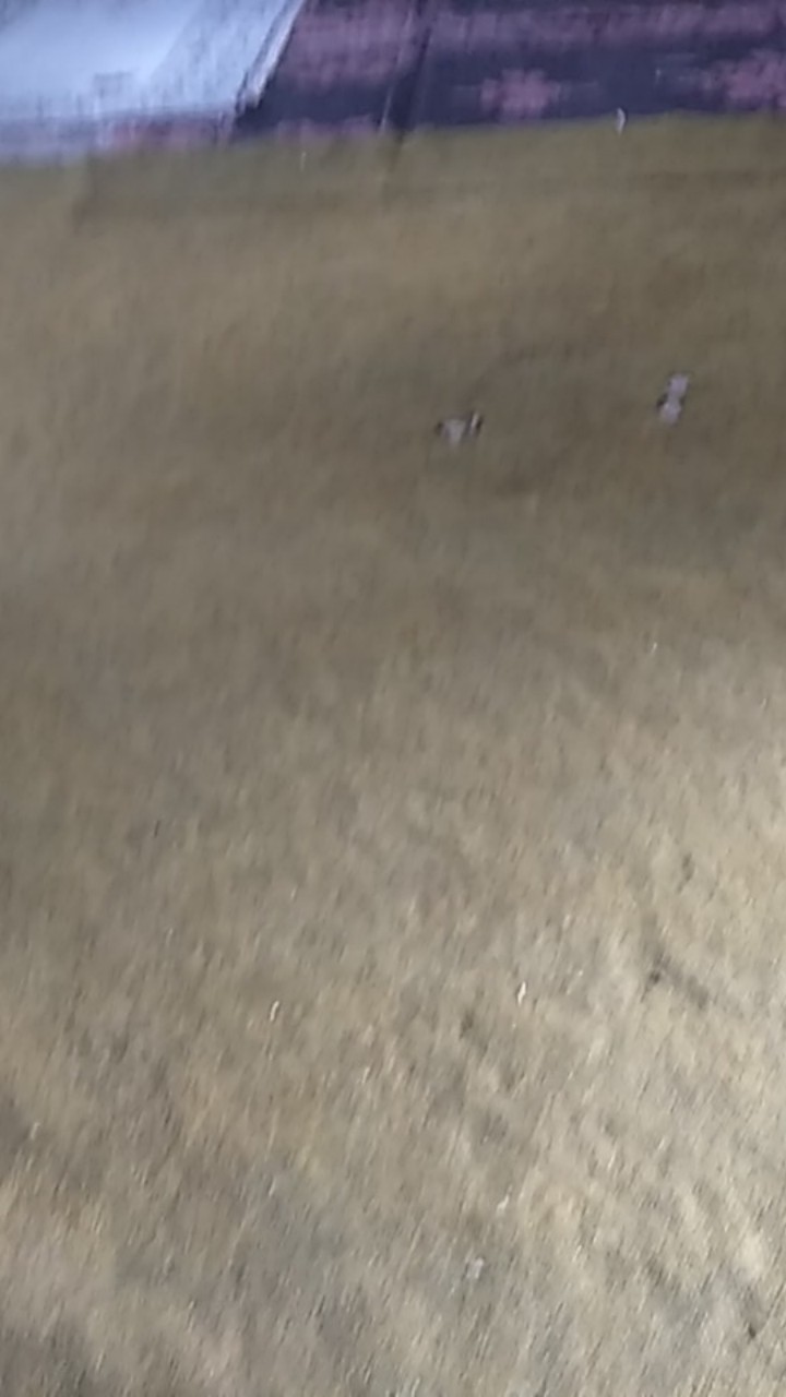 Murah Terlaris Serut Genes Jelita Tunic Navbor Yelbor Whitbor Creambor Tunik Batik