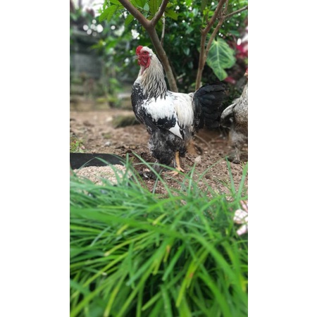 

telur ayam Brahma