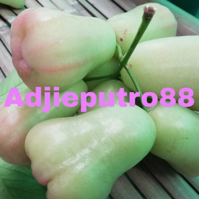 Jambu air madu Deli hijau