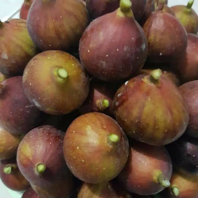 

Bibit buah tin jenis browen turkey dalam polibeg