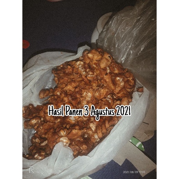 

1kg Asam jawa asem kawak murni asli Tanpa Campuran untuk jamu yellow herb