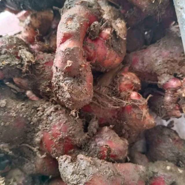 

Jahe merah berat 500 gram