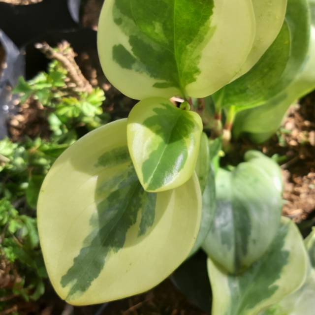 Peperomia Varigata