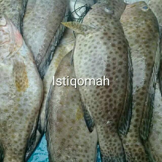 

IKAN KERAPU