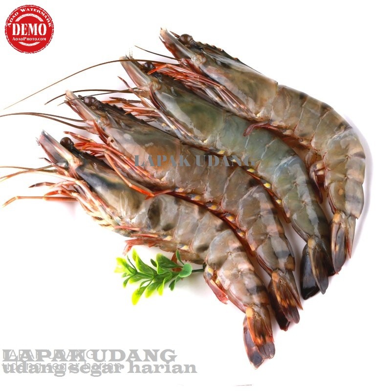 

Udang Segar Udang Jumbo Fresh Windu Pancet Tiger