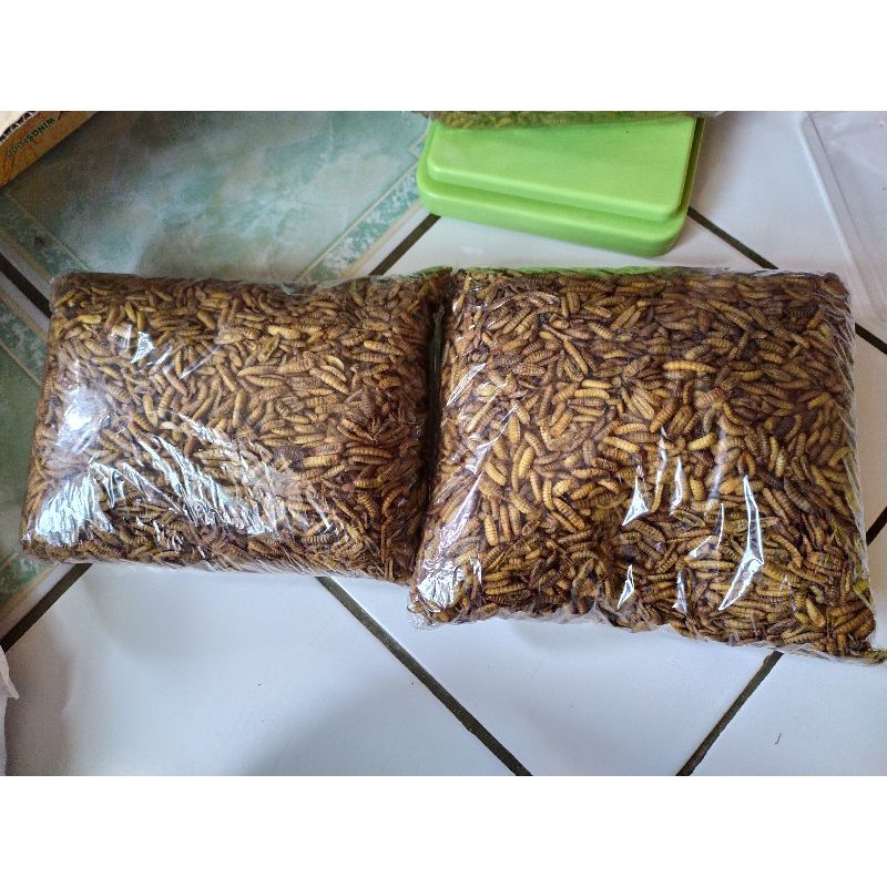 

Maggot Kering 1KG
