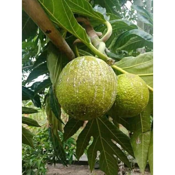 

buah sukun segar perbuah