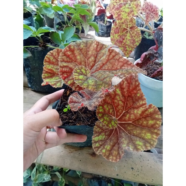 begonia keong madu
