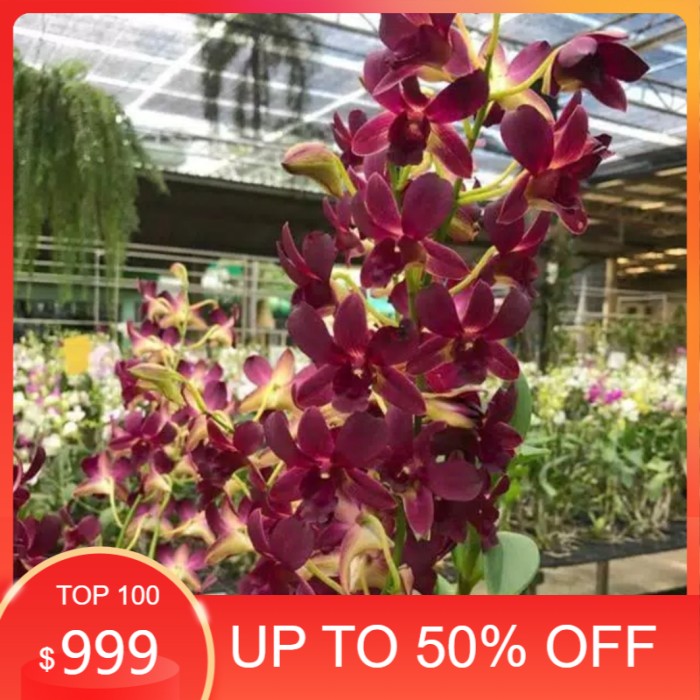 Seedling Anggrek Dendrobium Coyote Red