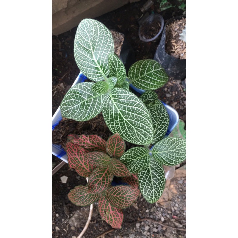

fittonia mix