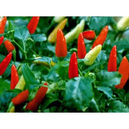 

berisi 150 cabe rawit