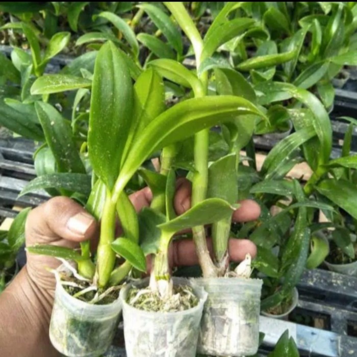 Seedling Anggrek Dendrobium Hybrid Imelda - Tanaman Hias Anggrek