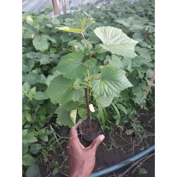 bibit anggur rootstok jenis batang bawah import