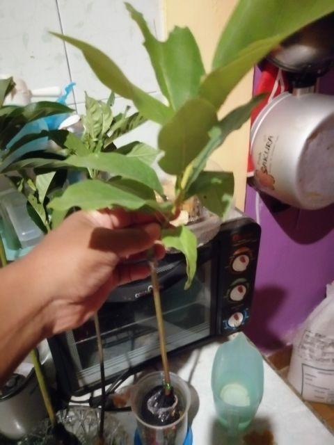 Bibit Tanaman Buah Alpukat Wina