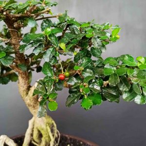 Bonsai Tanaman  Pohon Hokianti Hokiantea Mikro Berbuah