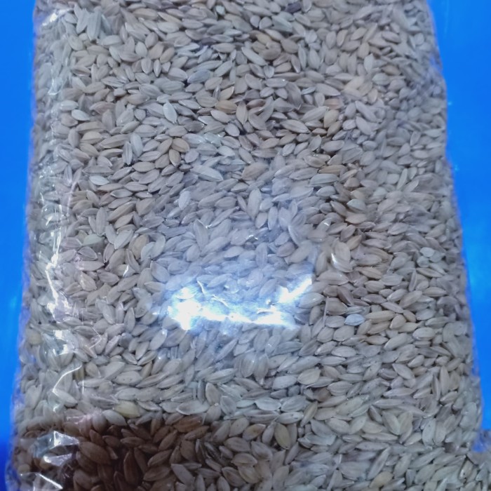gabah halus lampung 500gr padi tumbar pakan burung ~ tls266