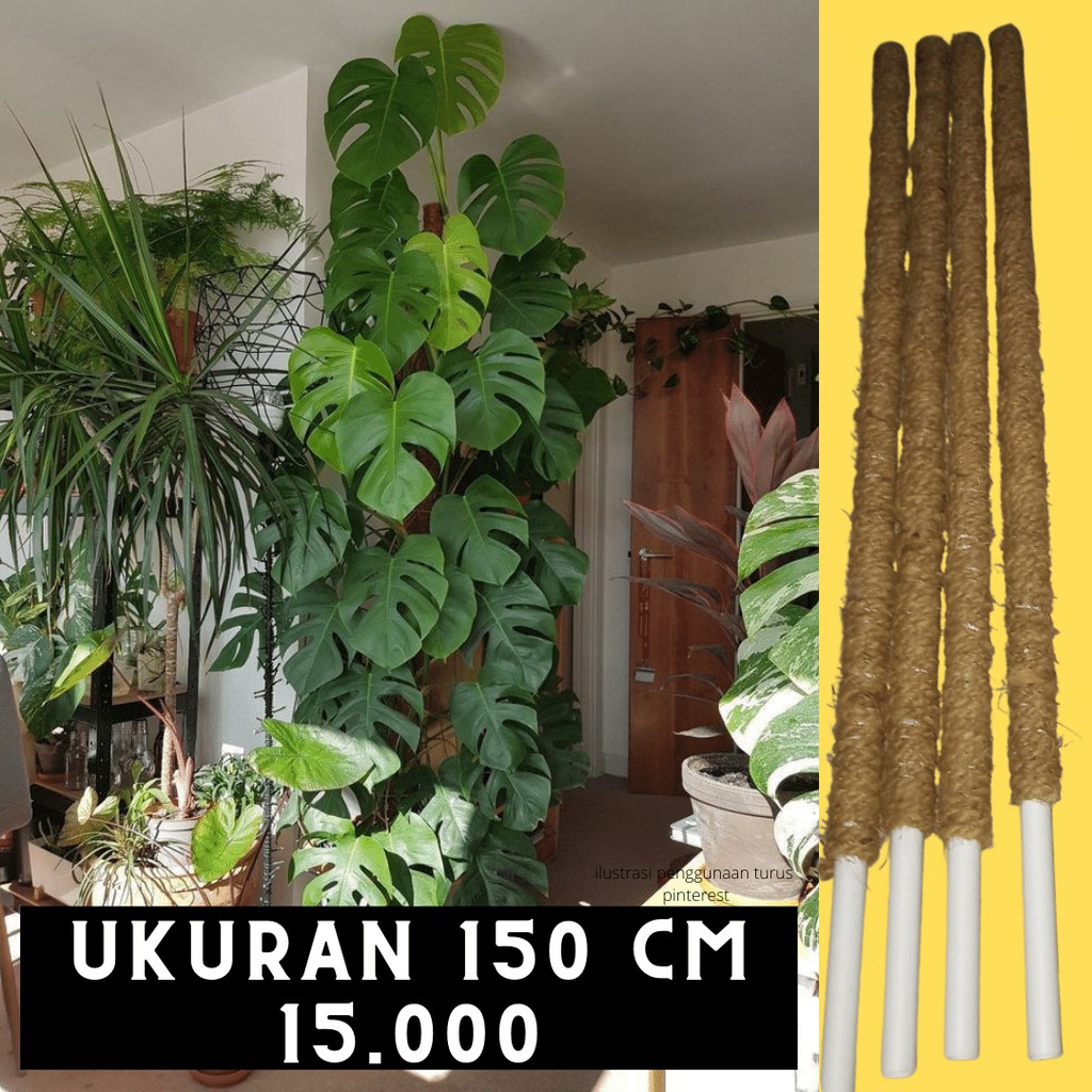 150 cm - Turus Tongkat Penyangga Tanaman Rambat