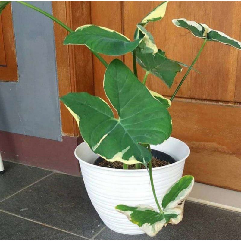 TANAMAN HIAS KELADI KANTONG SEMAR/BIBIT TANAMAN HIAS KANTONG SEMAR