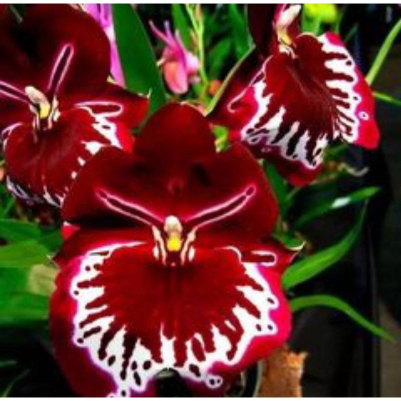 TANAMAN HIAS ANGGREK DENDROBIUM// RED WHITE