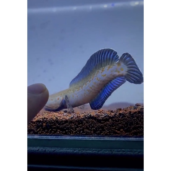 

andrao gondrong premium