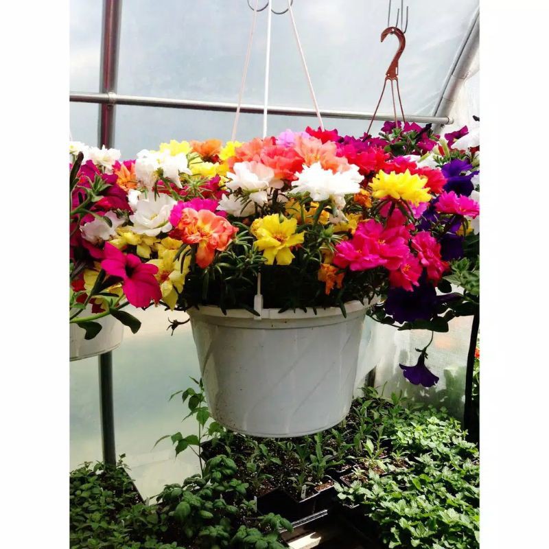 Benih/Bibit/Seeds Bunga krokot/pukul 9/Sutra Bombay Moss rose mix Portulaca Flower Warna Warni