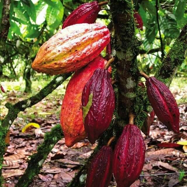 

VIRAL TERMURAH buah coklat / cocoa