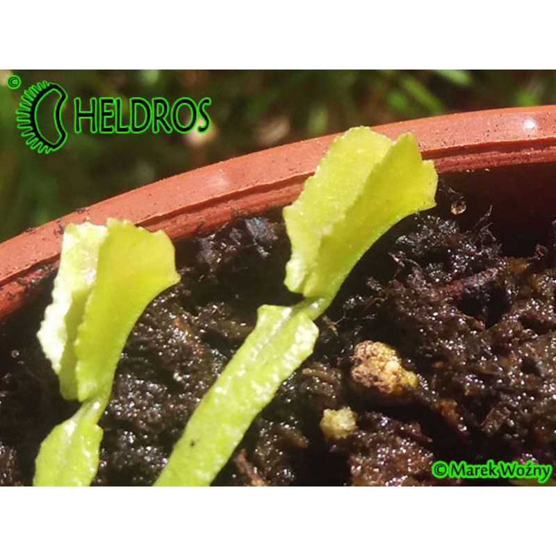 Tanaman Karnivora Venus FlyTrap Venusflytrap VFT MARS