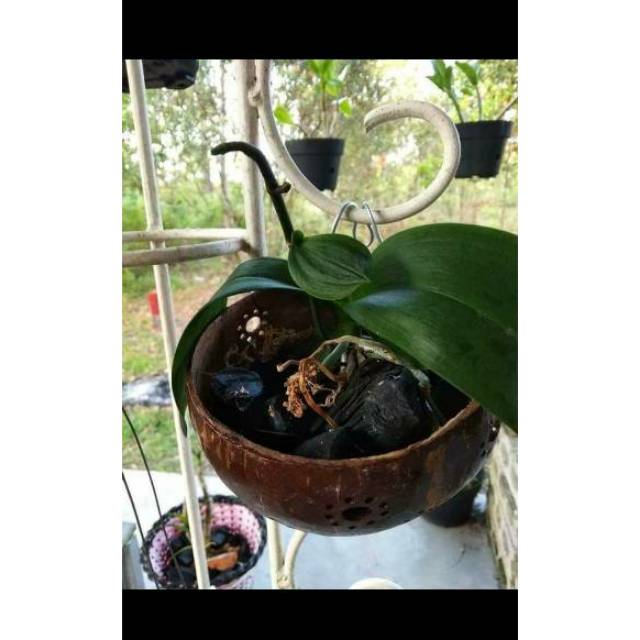 Pot anggrek tempel batok kelapa bunga gantung Shopee Pot anggrek tempel batok kelapa bunga gantung Shopee