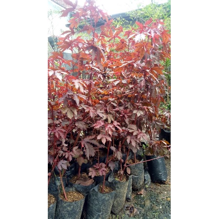 bibit bonsai red panama