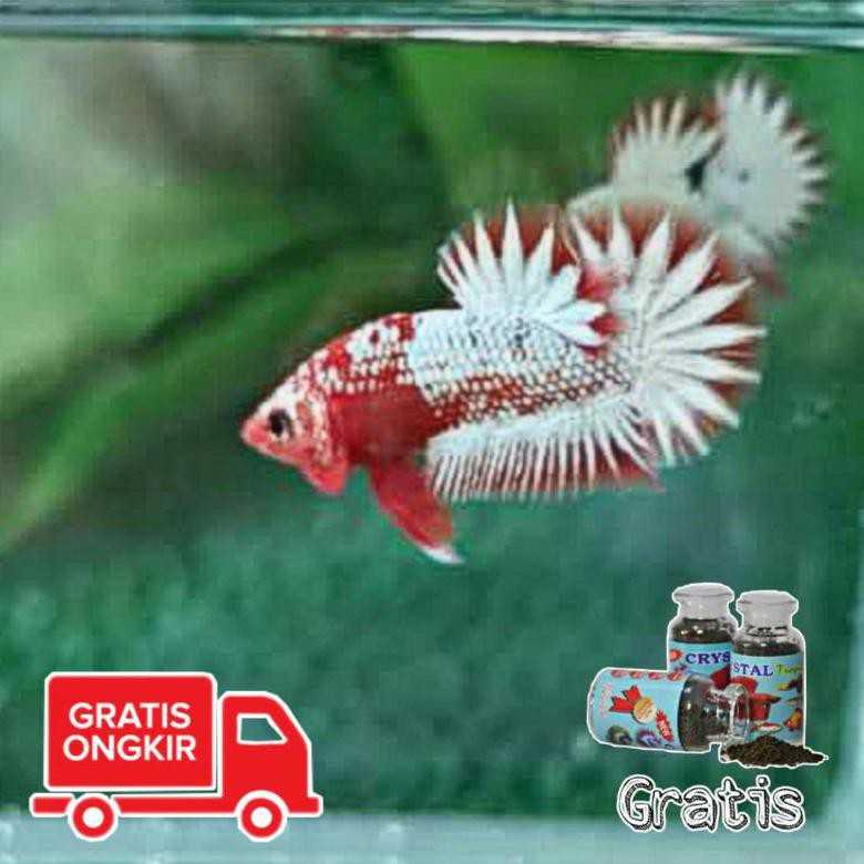 Ready Ikan Cupang Hias Fccp Star Tail Line Vietnam Kontes Mewah Sultan