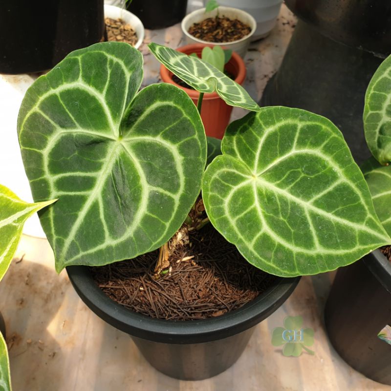 Tanaman Hias Anthurium Clarinervium Hybrid