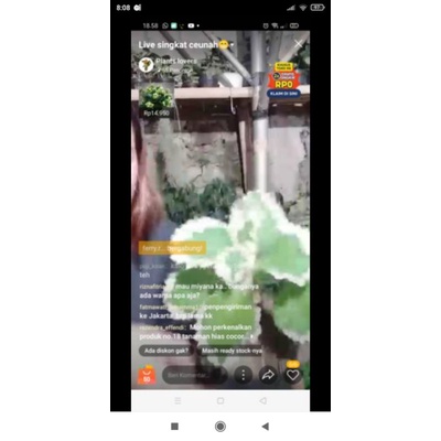 paket tanaman miana hijau putih tebal 10k dan rawit pelangi 10k