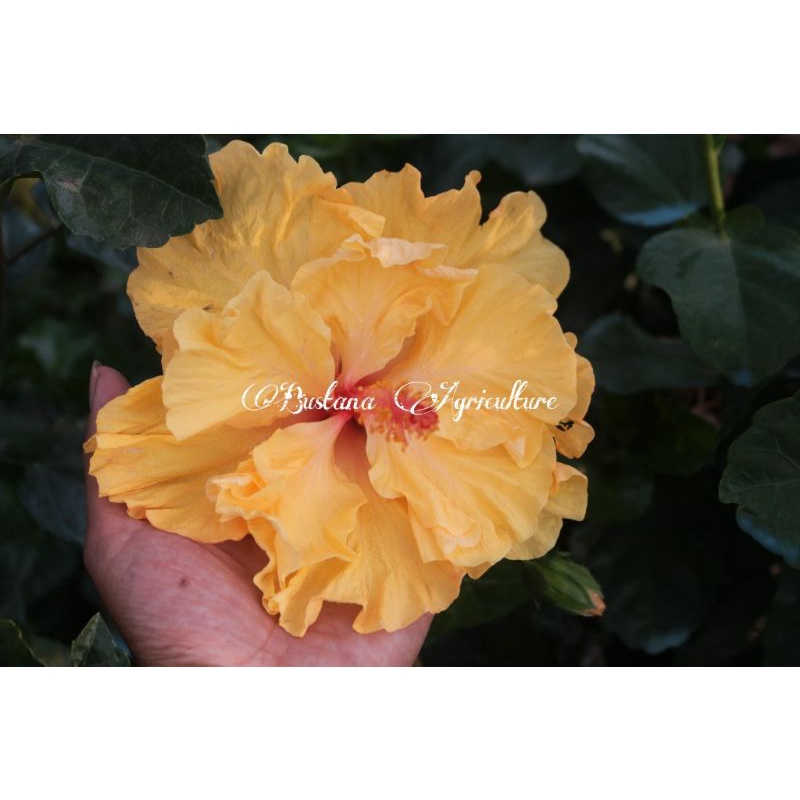 Bibit tanaman hias kembang bunga sepatu tumpuk warna Double Yellow Honey mahkota lebar jumbo