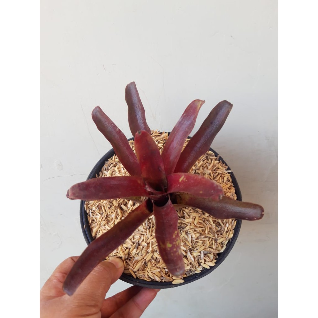 tanaman bromolia merah