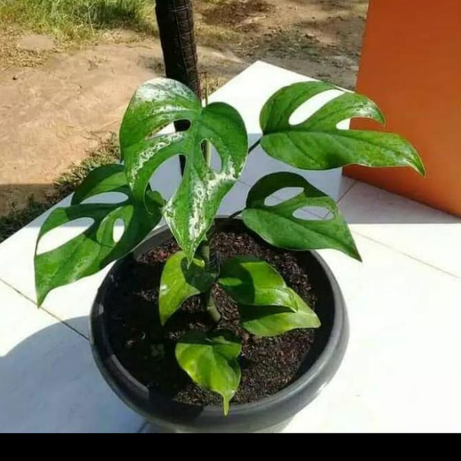IMPOR TERBARUTanaman hias monstera raphidopora - monstera raphidopora pertusa - monstera pertusa