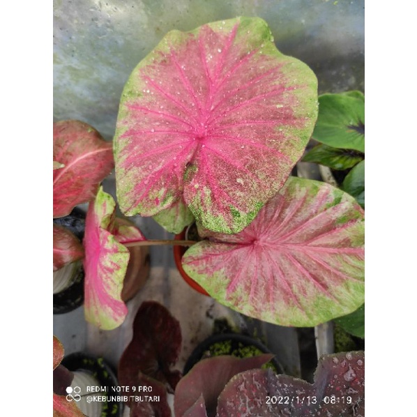 Caladium Hybrid HN Wijaya Kusuma