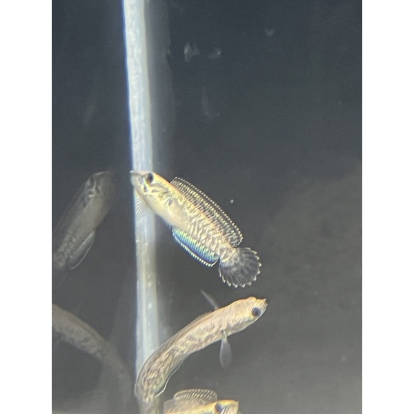 Channa Andrao 5-6cm Single Tank