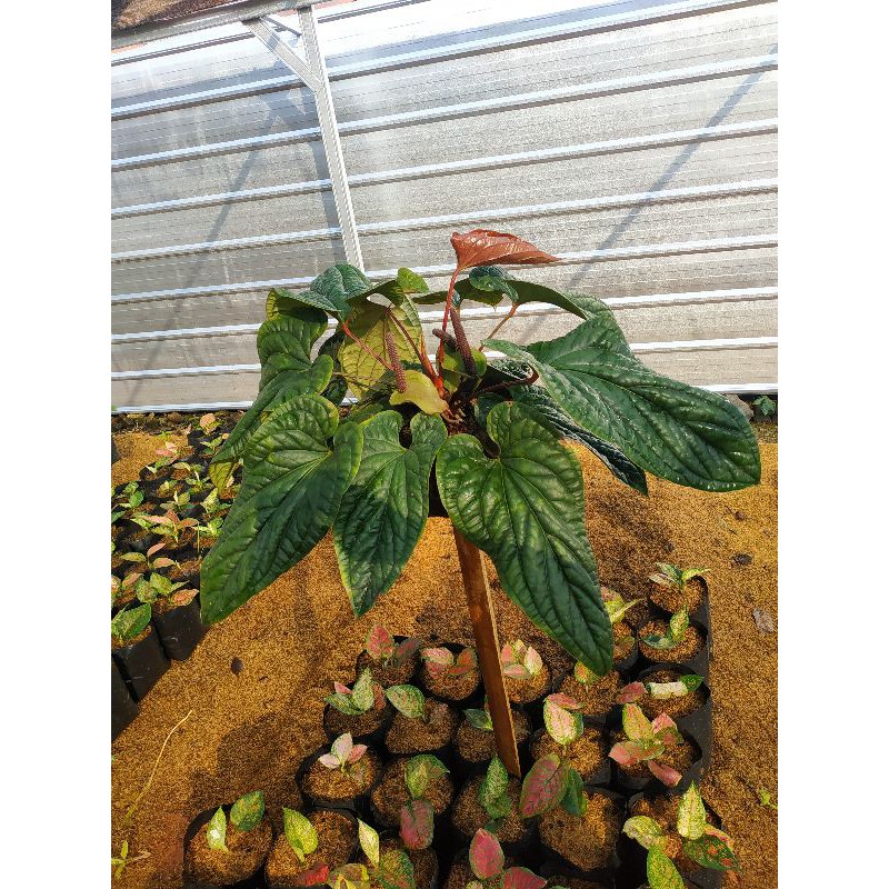 Anthurium Sirih Keraton / Anthurium Radican