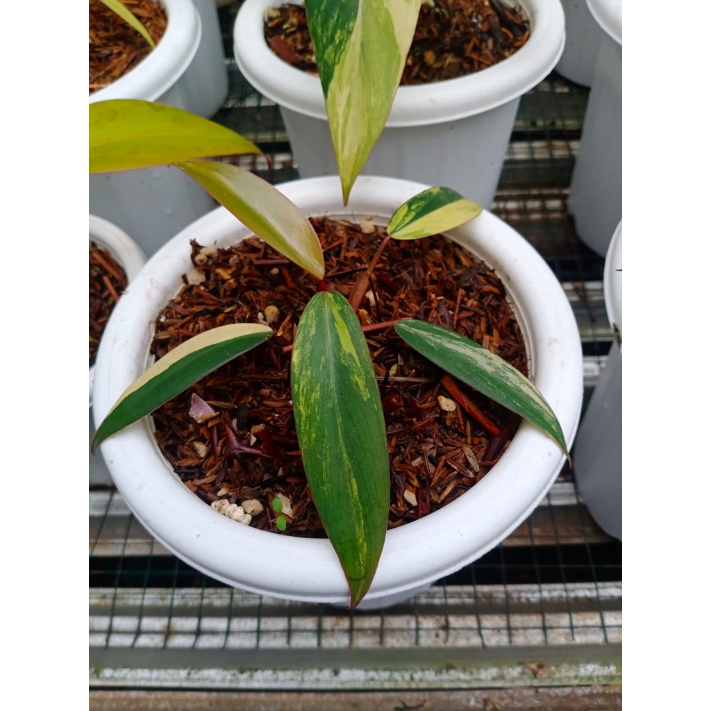 Philodendron Strawberry Shake