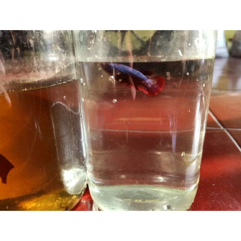 IKAN CUPANG MULTI COLOUR, NEMO GALAXY DAN AVATAR