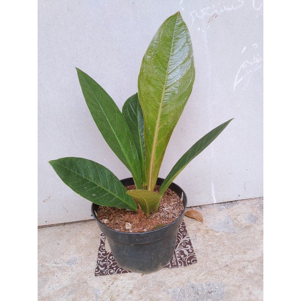 TANAMAN HIAS ANTHURIUM JEMANI TANDUK BATANG MERAH