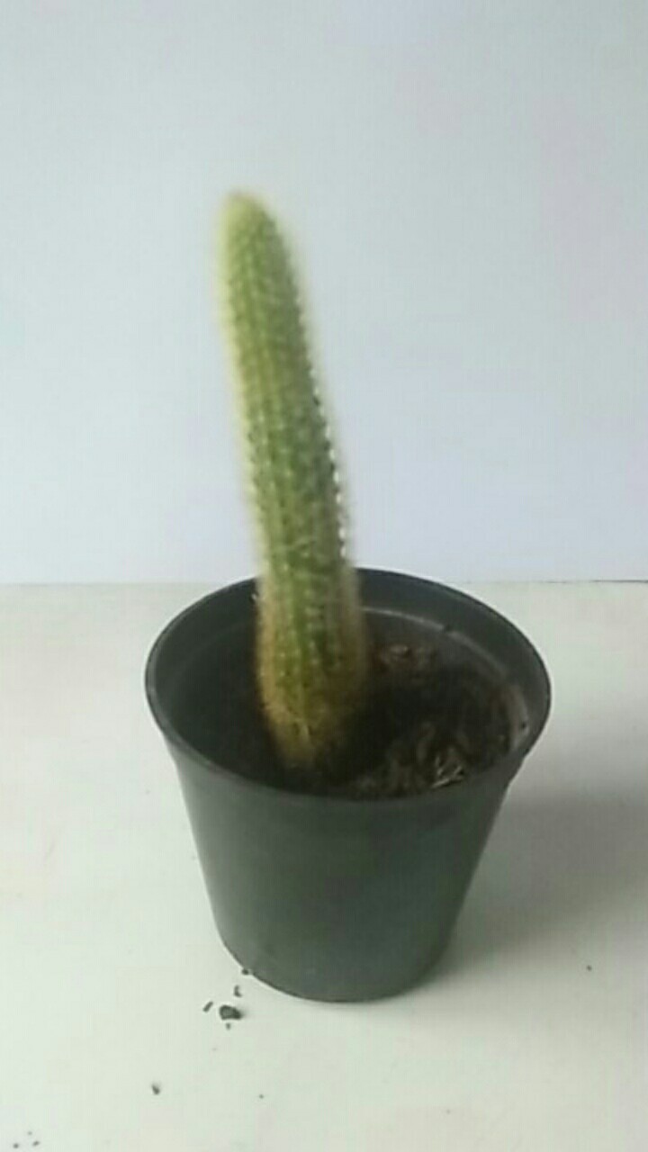 Sukulen Dan Kaktus Mini (ekor Tupai / Bajing / Hildewintera Aureispina)